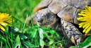 Bedrohte Schildkröten