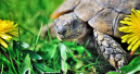 Bedrohte Schildkröten
