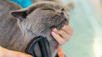 Tierfriseure arbeiten unter erheblichen gesundheitlichen Belastungen