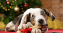 Frohe Weihnachten und einen guten Start ins neue Jahr wünscht Ihnen die PETonline-Redaktion. 