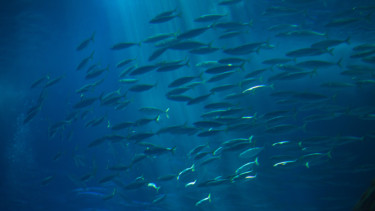 Fisch zu 100 Prozent aus nachhaltigen Quellen