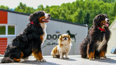 Dogsworld eröffnet Campus