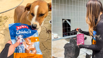 Rinti liefert Futter für Tierheime auf Kreta