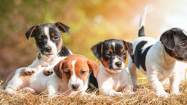 pet 3 bringt Schwerpunkt Welpen