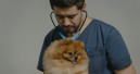 pet fragt nach zum Thema Tiergesundheit