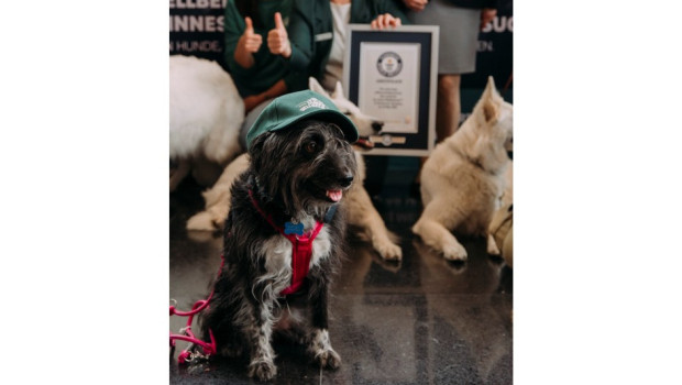 Die Marke James Wellbeloved hat gemeinsam mit 122 Hunden und ihren Besitzern einen neuen Guinness-Weltrekord für die meisten Hunde, die gleichzeitig an einem Ort Sitz machen, aufgestellt.
