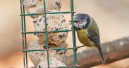 Manche Vogelarten stürzen ab