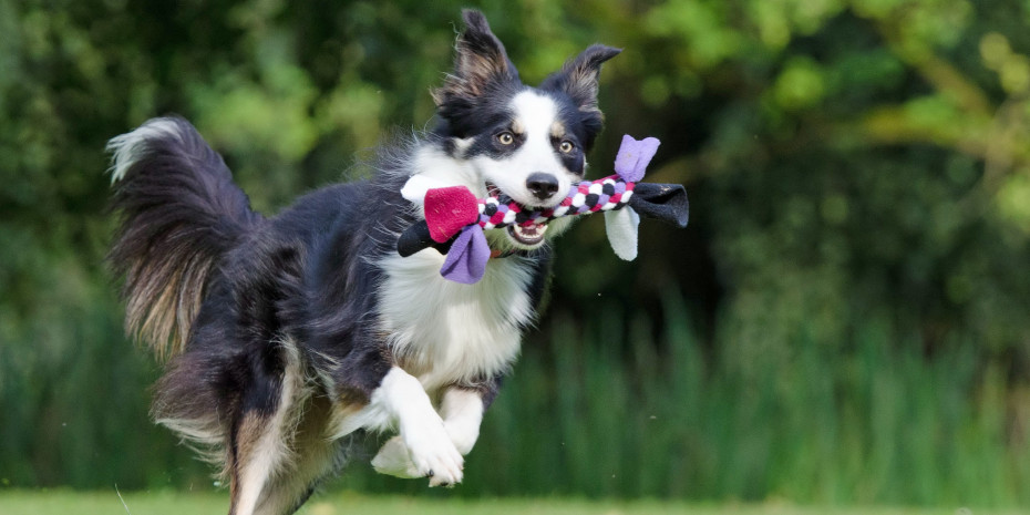 Toben und Spielen hält den Hund (wie auch die Katze) gesund. 