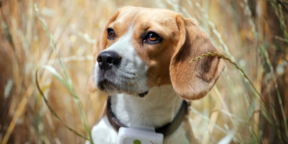 GPS-Tracker für Hunde und Katzen, Weenect
