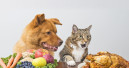 Die neue PET worldwide ist da