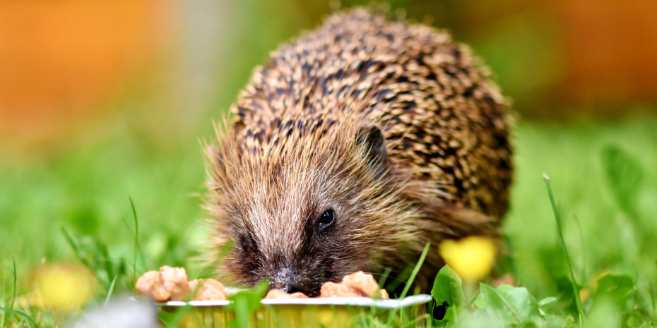 Das Angebot an Produkten für Igel gehört zu einem der Trendthemen im Segment Heimische Wildtiere. 