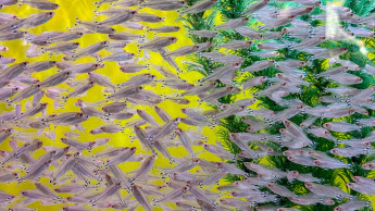 Aquascaping und Smart Tech