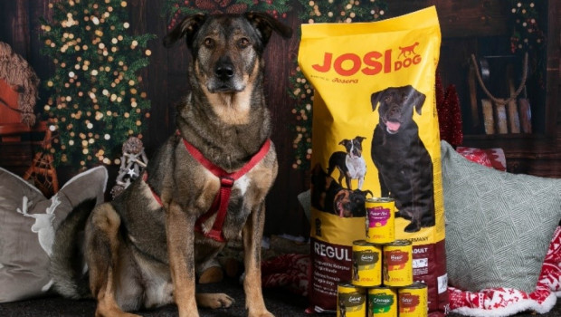 Heimatlosen Hunden wird mit der „Josi“-Tierheimkampagne eine prominente Bühne geboten.