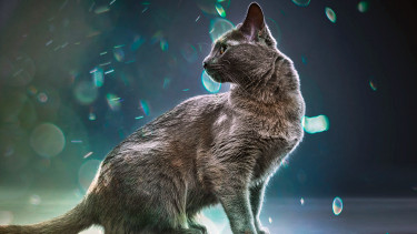 Entspannt mit Katzen leben