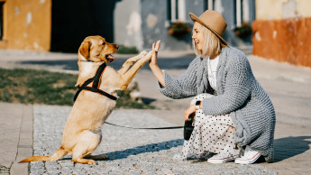 Hundehalter besser verstehen