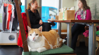 Yarrah unterstützt Katzencafés