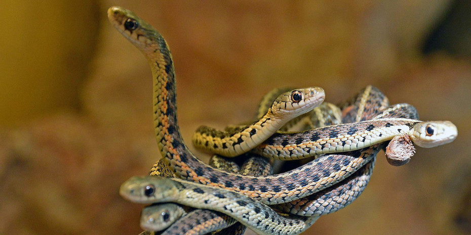 Zahlreiche Reptilien sind auf Wärmelampen und UV-Licht  angewiesen.