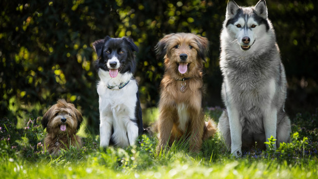 Für den „Rudelreport 2025/2“ wurden die Halter von 612 Hunden befragt.