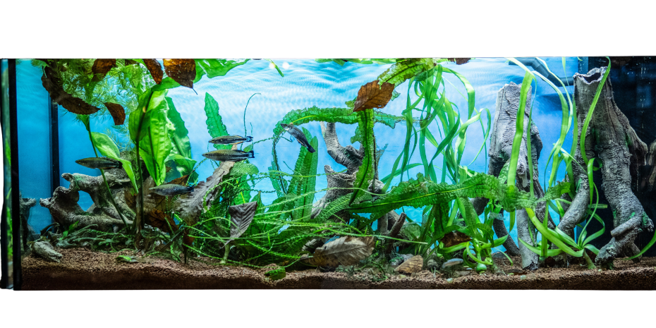 Biotopaquaristik ist eines der aktuellen Trendthemen, weiß man beim Aquaristikhersteller Sera. 