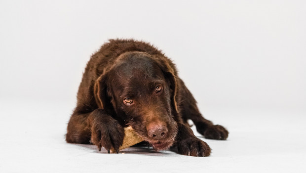 Foto: Mars Petcare Foto: Mars Petcare