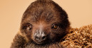 Fridolin, das Faultierbaby