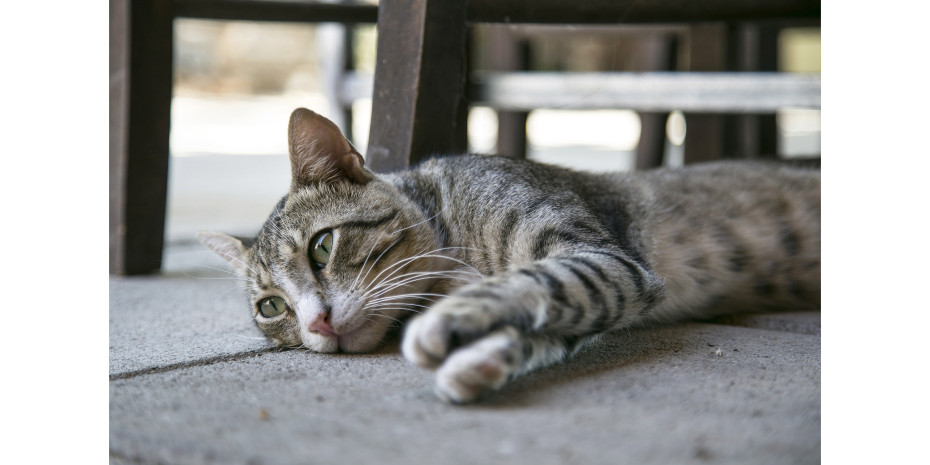 In den meisten europäischen Ländern ist die Katze das häufigste Haustier in Privathaushalten.