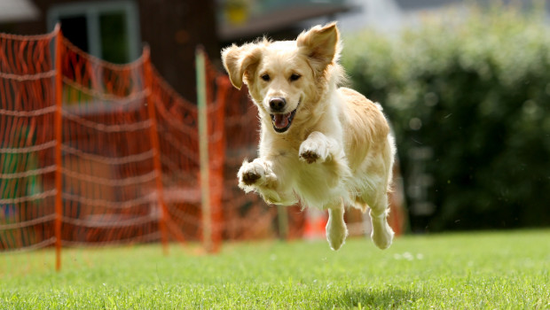 Hunde stehen im Mittelpunkt des VDH-Aktionswochenendes.