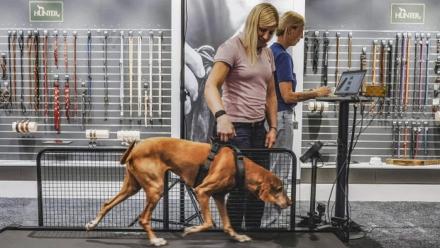 Dr. Julia Vietmeier (Hunter) und Dr. Kirsten Häusler (Expertin für Gangbildanalysen, Stuttgart) führen am Standort Bielefeld die Laufbandanalyse des Y-Geschirrs Maldon durch, unterstützt durch Vizsla-Hündin Iken (9 Jahre). Dr. Julia Vietmeier (Hunter) und Dr. Kirsten Häusler (Expertin für Gangbildanalysen, Stuttgart) führen am Standort Bielefeld die Laufbandanalyse des Y-Geschirrs Maldon durch, unterstützt durch Vizsla-Hündin Iken (9 Jahre).