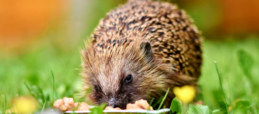 Für das Tierwohl im Garten