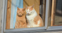 Katzen kosten deutlich mehr als Hunde