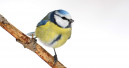 Wieder mehr Wintervögel