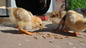 Hundefutter auf Insektenbasis: eine Marktlücke?