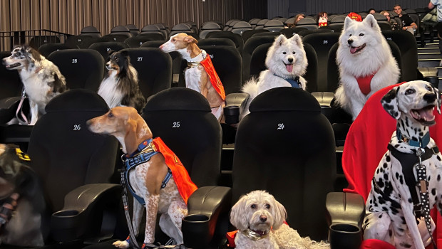 Über 40 Hunde und ihre Petfluencer konnten an dem exklusiven Kinoevent teilnehmen.
