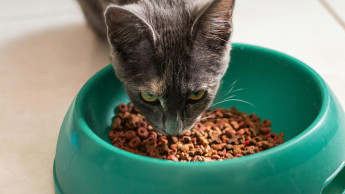 Interquell Petfood füllt fast 430.000 Futternäpfe