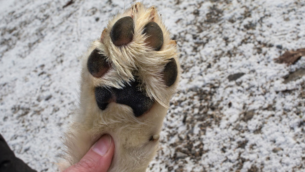 Pfotenschutz für Hunde