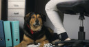 Royal Canin fördert Bundesverband Bürohund