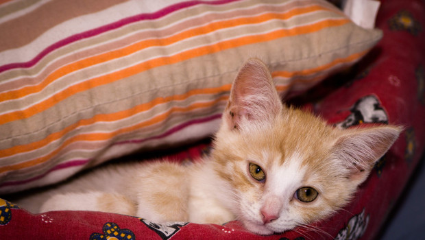 Cats & Pets Cats & Pets