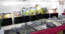 Terraristik-Tage in Waldkirch