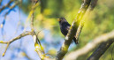 Nabu ruft zur Vogelzählung auf