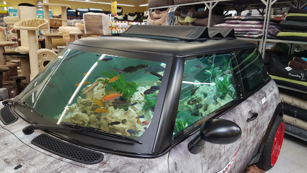 Mini Cooper wird zum Aquarium