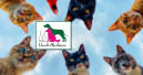 Sachkundelehrgang zur Katzenhaltung