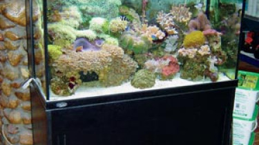 Generationswechsel bei der Aquarien-Grotte