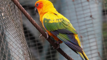 Ethik in der Papageienhaltung