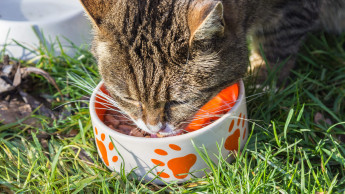 Discount top, Fachhandel flop? Ein neuer Katzenfutter-Test sorgt für Unruhe