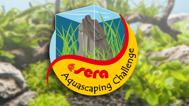 In drei Runden wird der zukünftige Sera Aquascaping-Champion ermittelt. In drei Runden wird der zukünftige Sera Aquascaping-Champion ermittelt.