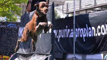 Dog Diving auf Sommertour