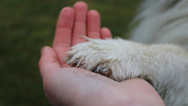 Fachkongress zur tiergestützten Intervention feiert Comeback