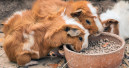 Die neue PET worldwide ist da