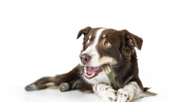 Nur 2 Prozent aller HundehalterInnen pflegen täglich die Zähne ihres Hundes. Zu wenige, meint die Zahnpflegesnacks-Marke „Whimzees“.