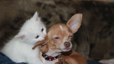 Zoo Royal studiert Zusammenleben von Hund und Katze